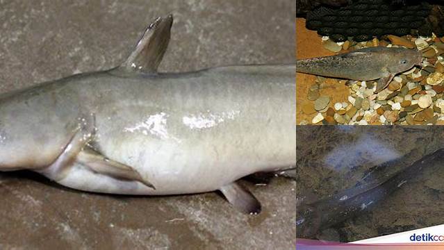 Temukan Manfaat Ikan Sembilang yang Jarang Diketahui