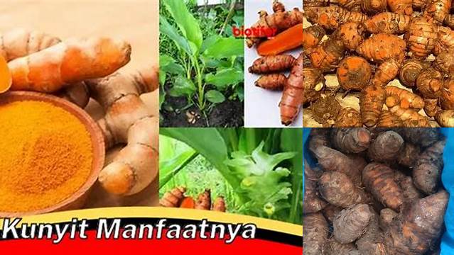 Temukan 8 Manfaat Induk Kunyit yang Jarang Diketahui