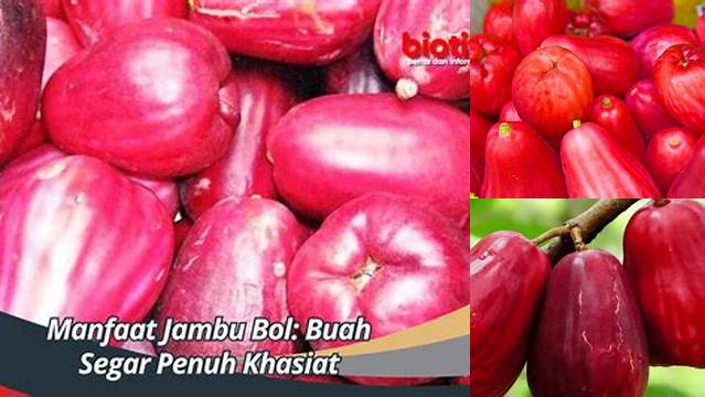 Temukan Manfaat Jambu Bol yang Belum Banyak Diketahui