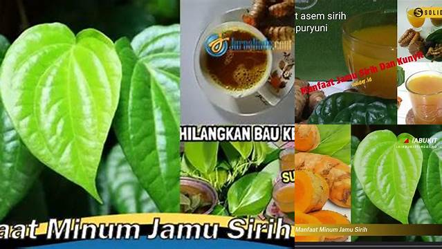 Temukan Rahasia Jamu Sirih yang Jarang Diketahui untuk Kesehatan