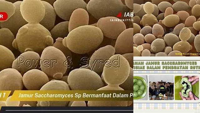 Manfaat Jamur Saccharomyces sp. dalam Pembuatan yang Jarang Diketahui