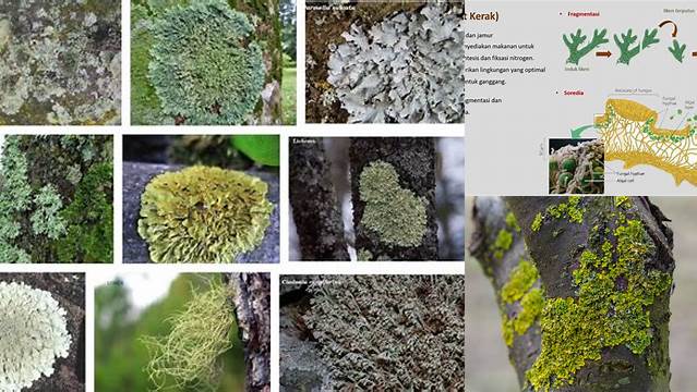 Temukan Manfaat Liken yang Jarang Diketahui