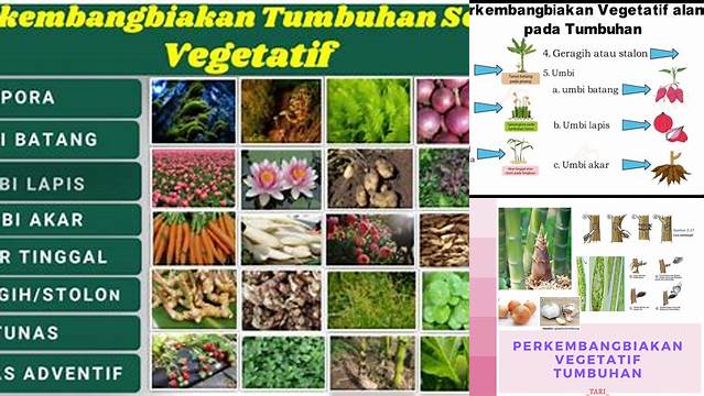 Temukan Manfaat yang Jarang Diketahui dari Perkembangbiakan Vegetatif Tumbuhan