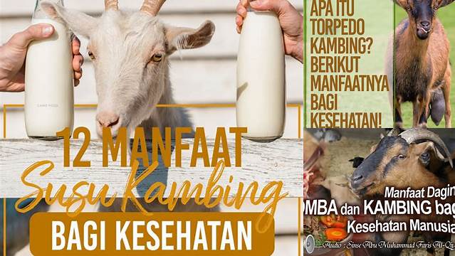 Temukan Manfaat Kambing bagi Manusia yang Jarang Diketahui