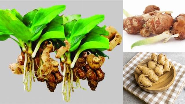 Manfaat Kencur Jarang Diketahui, Simak Penjelasannya!