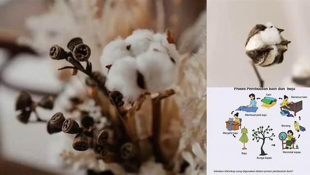 Manfaat Kapas: Temuan dan Wawasan Langka yang Perlu Anda Ketahui