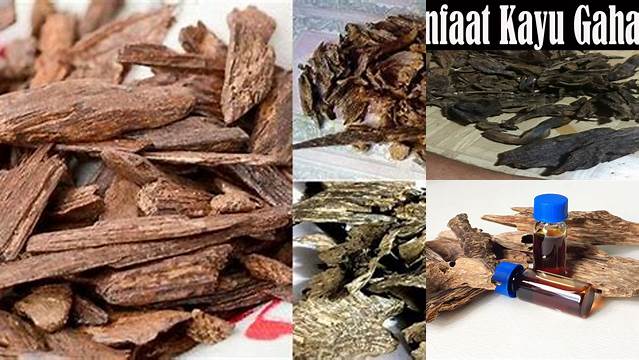 Temukan Manfaat Kayu Gaharu yang Jarang Diketahui