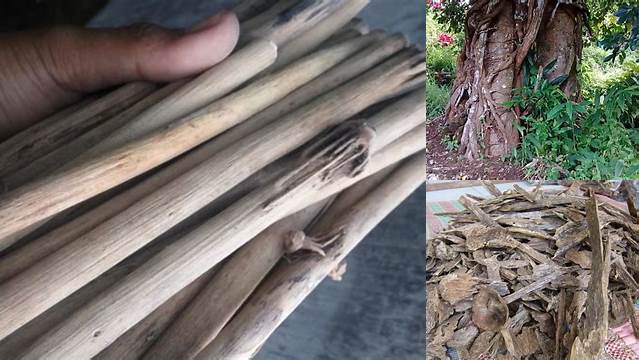Temukan Manfaat Kayu Tlogosari yang Jarang Diketahui