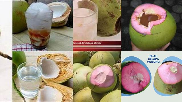 Temukan 5 Manfaat Kelapa Merah yang Jarang Diketahui