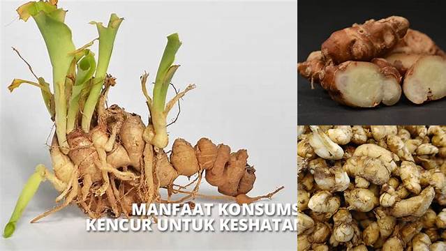 10 Manfaat Kencur Jarang Diketahui yang Wajib Diketahui