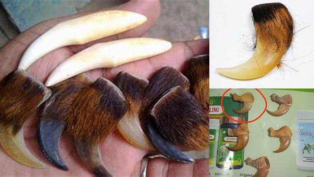 Manfaat Kuku Harimau sebagai Obat: Temuan dan Wawasan Baru yang Harus Anda Ketahui