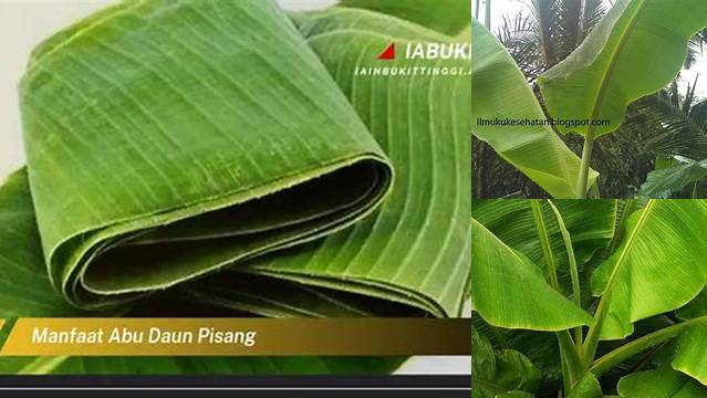 7 Manfaat Abu Daun Pisang yang Jarang Diketahui, Wajib Anda Tahu!