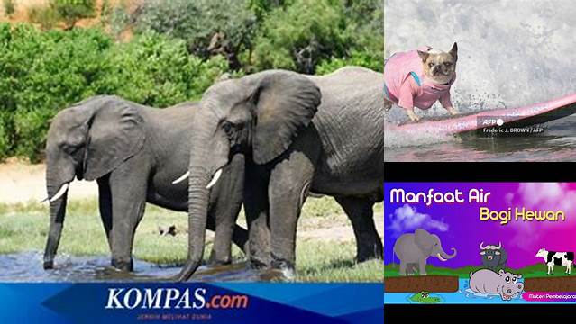 10 Manfaat Air Bagi Hewan, Kunci Utama Kehidupan dan Kelangsungan Hidup
