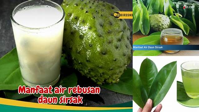 8 Manfaat manfaat air daun sirsak Ungkap Rahasia Kesehatan Alami