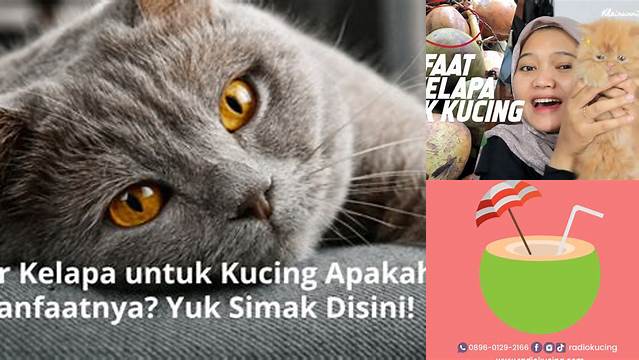 Temukan Manfaat Air Kelapa untuk Kucing yang Jarang Diketahui