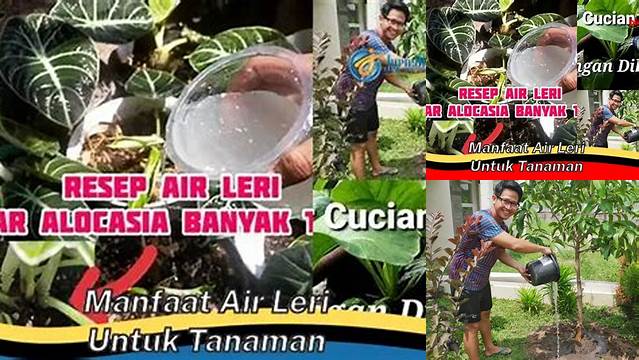 Manfaat Air Leri Untuk Tanaman: Penemuan dan Wawasan Menarik Yang Wajib Diketahui