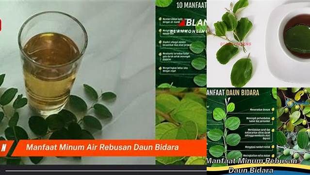 Temukan Manfaat Air Rebusan Daun Bidara yang Jarang Diketahui