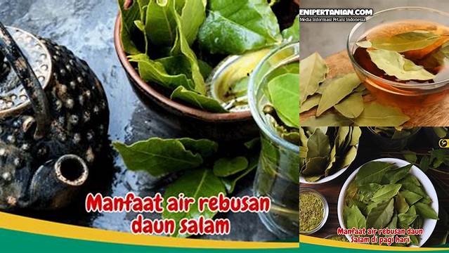 Manfaat Air Rebusan Daun Salam yang Jarang Diketahui