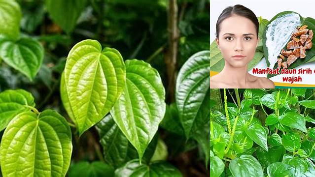 Temukan Manfaat Air Sirih untuk Wajah yang Jarang Diketahui