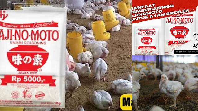 Temukan 7 Manfaat Ajinomoto untuk Ayam Broiler yang Jarang Diketahui