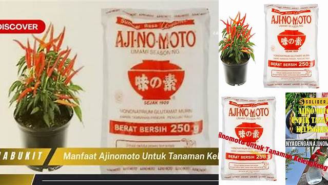 Manfaat Ajinomoto untuk Tanaman Kelengkeng: Penemuan dan Wawasan yang Jarang Diketahui