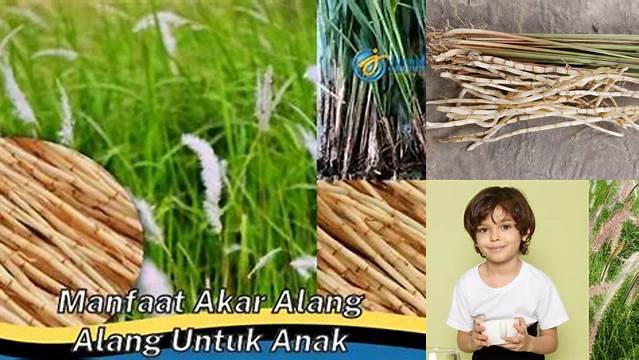 Manfaat Akar Alang-alang untuk Anak yang Jarang Diketahui: Temukan 10 Manfaatnya!