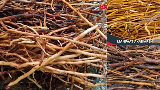 8 Manfaat Akar Aren Jarang Diketahui yang Wajib Anda Tahu