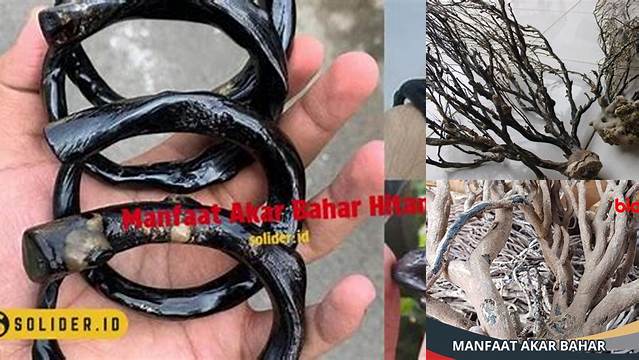 Temukan Manfaat Akar Bahar Hitam yang Jarang Diketahui