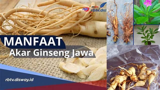 Temukan 8 Manfaat Akar Ginseng Jawa yang Jarang Diketahui