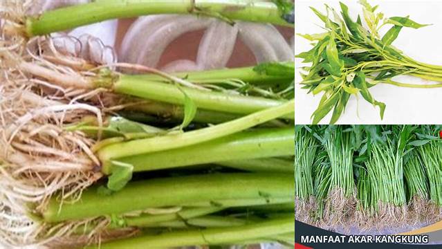 Temukan Manfaat Akar Kangkung yang Jarang Diketahui