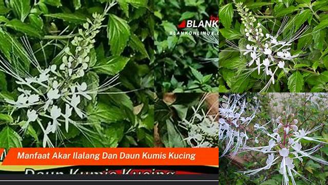 Temukan 8 Manfaat Akar Kumis Kucing yang Jarang Diketahui