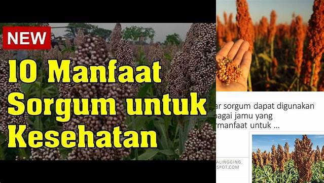 Temukan 10 Manfaat Akar Sorgum yang Jarang Diketahui!