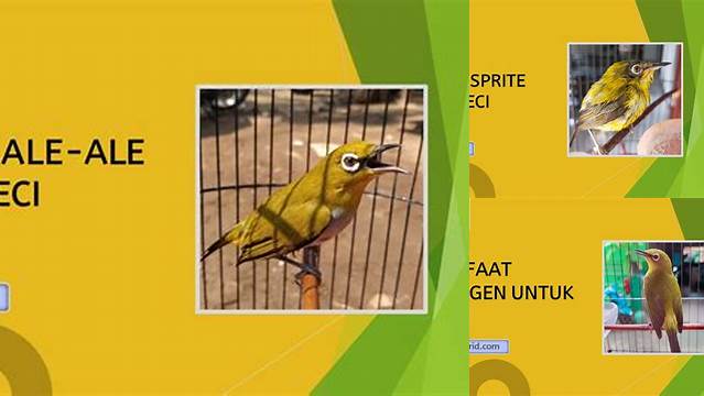 Temukan 10 Manfaat Ale-ale untuk Pleci, Dijamin Bikin Penasaran!