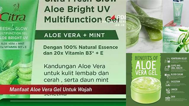 Temukan Rahasia Manfaat Aloe Vera Gel (Yang Jarang Diketahui)