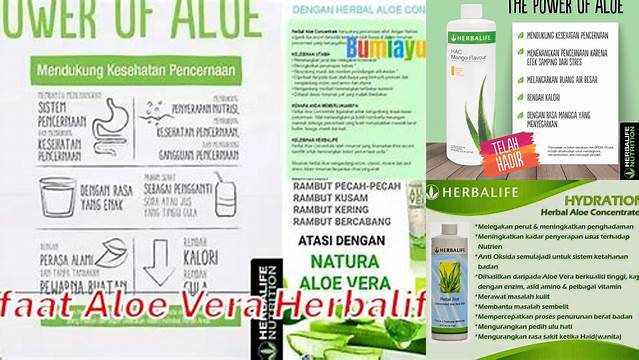 Ungkap Manfaat Luar Biasa Aloe Vera Herbalife yang Jarang Diketahui