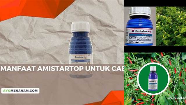 Temukan Rahasia Manfaat Amistartop untuk Cabe yang Jarang Diketahui