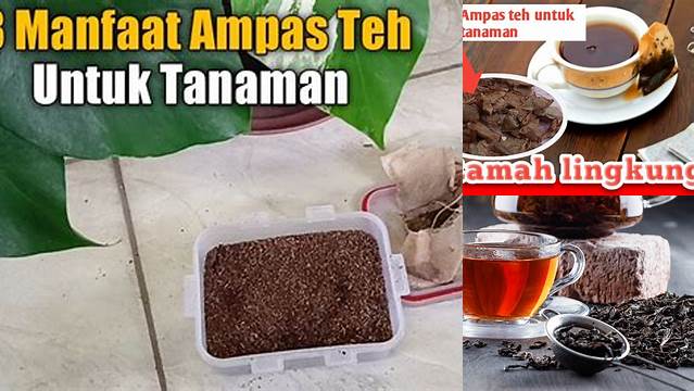 Manfaat Ampas Teh untuk Tanaman, Dijamin Bikin Tanaman Subur!