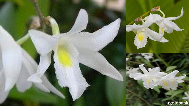 Temukan Manfaat Anggrek Merpati Yang Jarang Diketahui