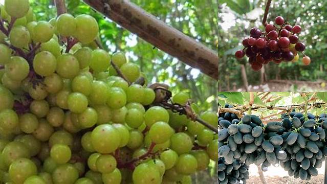 Menilik Manfaat Anggur Hutan yang Jarang Diketahui