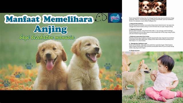 Temukan Rahasia Anjing Bagi Manusia yang Jarang Diketahui