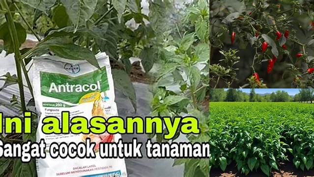 Temukan 10 Manfaat Antracol untuk Cabai yang Jarang Diketahui