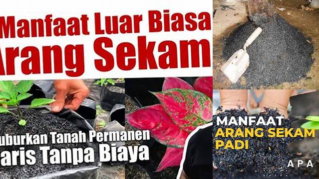 Temukan Manfaat Arang Sekam yang Jarang Diketahui