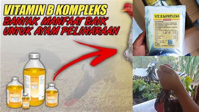 Ungkap Manfaat Vitamin B Kompleks untuk Ayam yang Jarang Diketahui