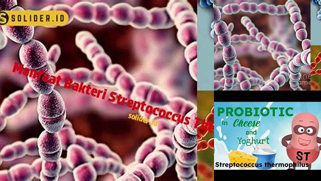 Temukan Manfaat Bakteri Streptococcus Thermophilus yang Jarang Diketahui