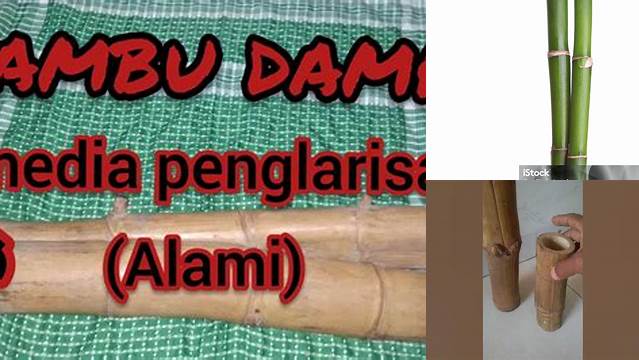 Temukan Manfaat Bambu Cabang Dua yang Jarang Diketahui