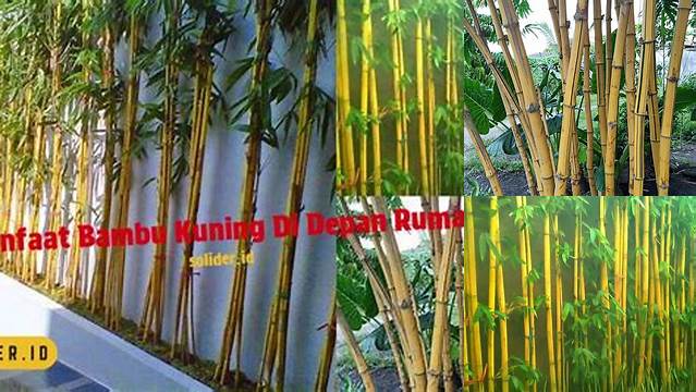 Temukan Manfaat Bambu Kuning di Depan Rumah yang Jarang Diketahui