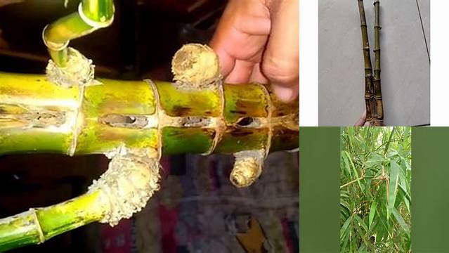 5 Manfaat Bambu Ruas Sejajar yang Jarang Diketahui