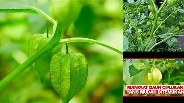 Temukan Manfaat Batang Ciplukan yang Jarang Diketahui