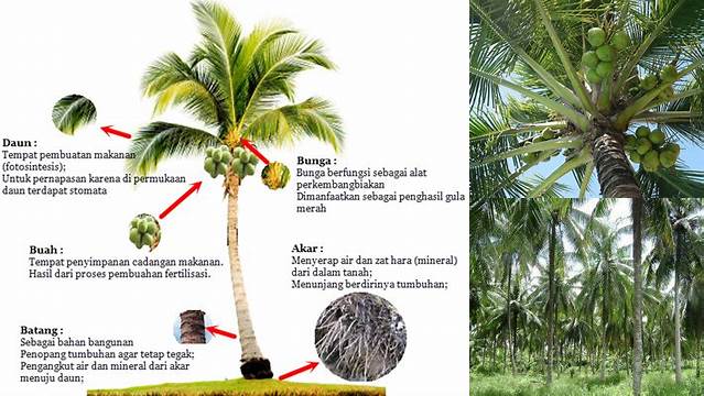 Manfaat Batang Kelapa yang Jarang Diketahui, Wajib Anda Tahu