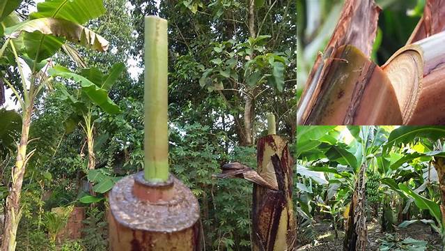 Temukan Berbagai Manfaat Batang Pisang untuk Tanaman yang Jarang Diketahui